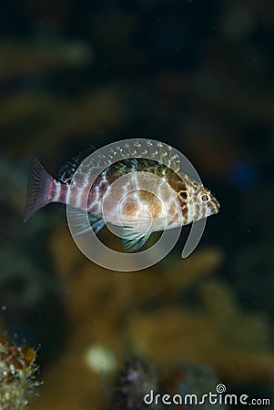 Cirrhitichthys falco, Dwarf hawkfish Stock Photo