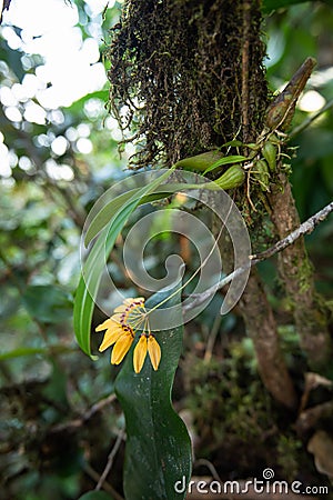 Cirrhopetalum retusiusculum or Bulbophyllum picturatum Scientific name, Yellow Orchid flowers bloom in rainforest south Thailand Stock Photo