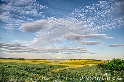 Cirro-cumulus clouds in a blue sky over the wheat field Stock Photo