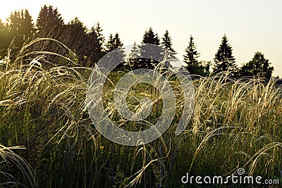 Cirrus feather grass lit by the sun on the slopes of the Ural mountains. A warm summer day in the Western Urals. Stock Photo
