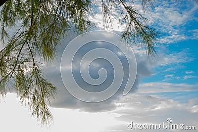 Cirrus,Trees and sky.Dark Sky with clouds. Meteorology, climate Stock Photo