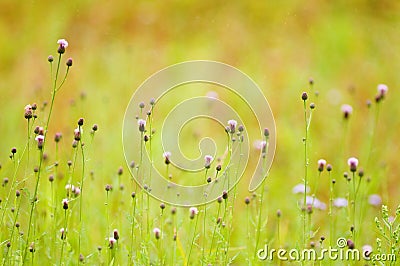 Cirsium arvense flower, beauty in nature, landscape Stock Photo