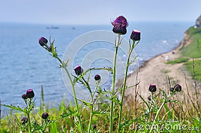 Cirsium maackii Maxim. family Asteraceae, Blooming Thistle Maak in the bay of Akhlestyshev on the island of Russian. Russia, Vla Stock Photo