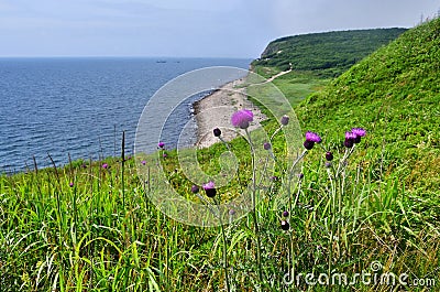 Cirsium maackii Maxim. family Asteraceae, Blooming Thistle Maak in the bay of Akhlestyshev on the island of Russian. Russia, Vla Stock Photo