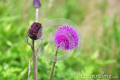 Cirsium maackii Maxim. family Asteraceae, Blooming Thistle Maak in the bay of Akhlestyshev on the island of Russian. Russia, Vla Stock Photo