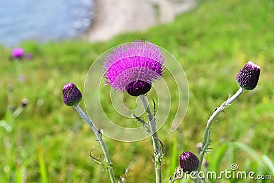 Cirsium maackii Maxim. family Asteraceae, Blooming Thistle Maak in the bay of Akhlestyshev on the island of Russian. Russia, Vla Stock Photo