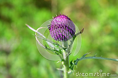 Cirsium maackii Maxim. family Asteraceae, Blooming Thistle Maak in the bay of Akhlestyshev on the island of Russian. Russia, Vla Stock Photo