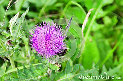 Cirsium maackii Maxim. family Asteraceae, Blooming Thistle Maak in the bay of Akhlestyshev on the island of Russian. Russia, Vla Stock Photo