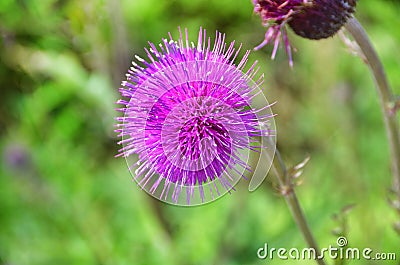 Cirsium maackii Maxim. family Asteraceae, Blooming Thistle Maak in the bay of Akhlestyshev on the island of Russian. Russia, Vla Stock Photo