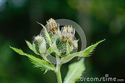 Cirsium oleraceum, the cabbage thistle or Siberian thistle Stock Photo