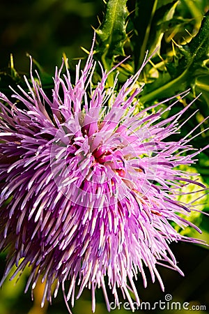 Cirsium - Thistle blooming in late summer. Stock Photo