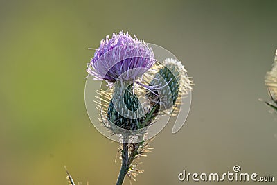 Cirsium thistle blooming in summer aster Stock Photo