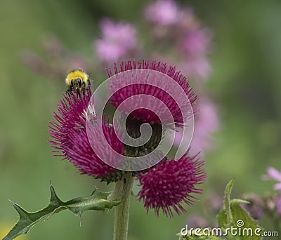 Cirsium thistle flower with bee Stock Photo