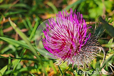 Cirsium vulgare flower, the spear thistle, bull thistle, or common thistle, selective focus Stock Photo