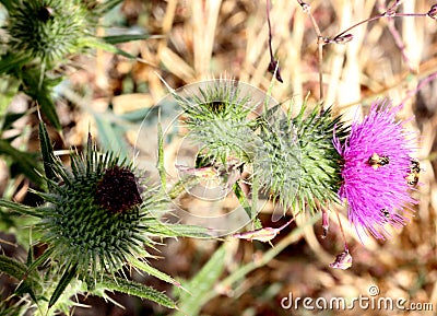 Cirsium vulgare, Spear thistle, Bull thistle Stock Photo