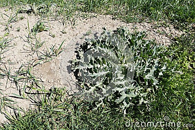 Cirsium vulgare thistle, Cirsium vulgare grass, first occurrence of thistle Stock Photo