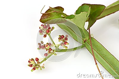 Cissus Quadrangularis Linn.,tree. Stock Photo