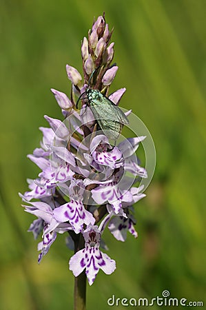 Cistus Forester Moth Stock Photo