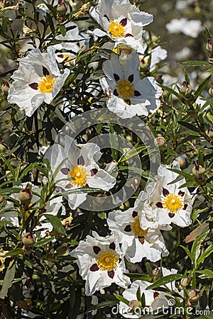 Cistus ladanifer flowers Stock Photo