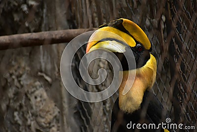 CITES animal,Hornbill bird,Hornbill in a cage Stock Photo