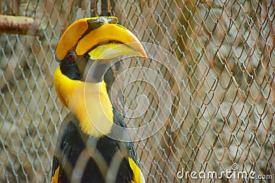 CITES animal,Hornbill bird,Hornbill in a cage Stock Photo