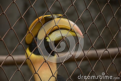 CITES animal,Hornbill bird,Hornbill in a cage Stock Photo