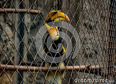 CITES animal,Hornbill bird,Hornbill in a cage Stock Photo