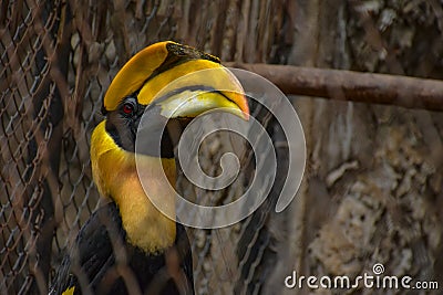 CITES animal,Hornbill bird,Hornbill in a cage Stock Photo