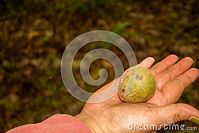 Taking candlenut to the fallen from the tree Stock Photo