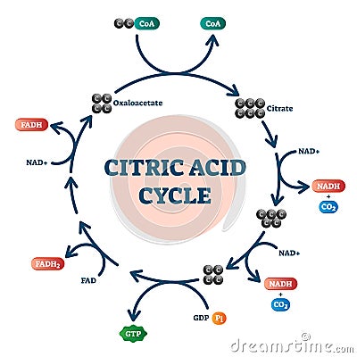 Citric acid cycle diagram, vector illustration molecular scheme Vector Illustration