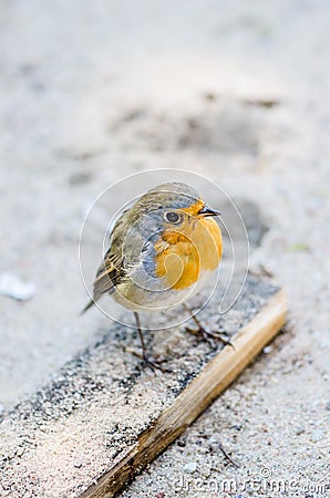 Citril finch. Small bird with a yellow breast Stock Photo