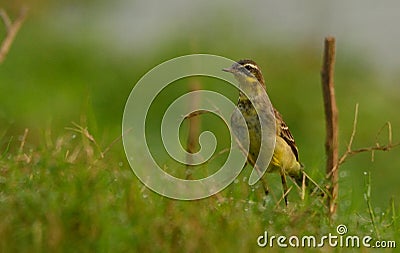 Citrin wagtail in food search Stock Photo