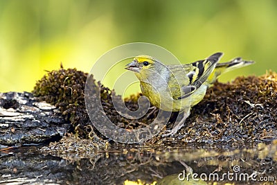 Citroenkanarie, Citril Finch, Serinus citrinella Stock Photo