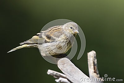 Citroenkanarie, Citril Finch, Serinus citrinella Stock Photo