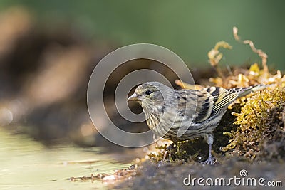 Citroenkanarie, Citril Finch, Serinus citrinella Stock Photo