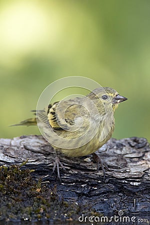 Citroenkanarie, Citril Finch, Serinus citrinella Stock Photo