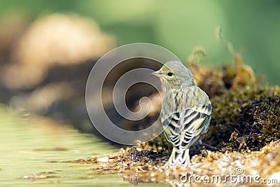 Citroenkanarie, Citril Finch, Serinus citrinella Stock Photo