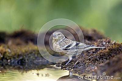 Citroenkanarie, Citril Finch, Serinus citrinella Stock Photo