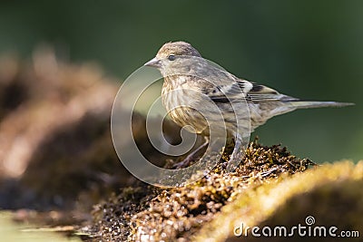 Citroenkanarie, Citril Finch, Serinus citrinella Stock Photo