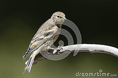 Citroenkanarie, Citril Finch, Serinus citrinella Stock Photo