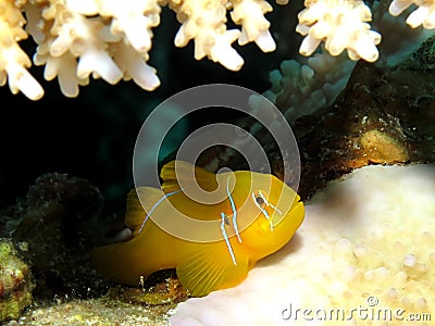 Citron coral goby Stock Photo