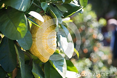 Citron fruit close up on cedar tree branch Stock Photo