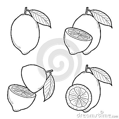 Citron Vector Illustration