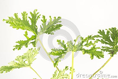 Citronella Plant Stock Photo