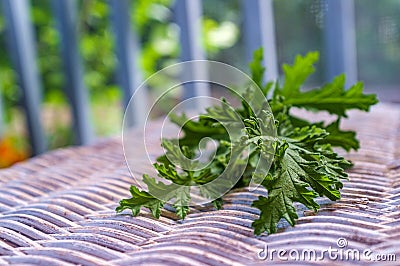 Citronella Plant Mosquito Repellant Stock Photo