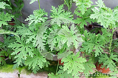 Citronella plant are natural mosquito repellent with it scented nature Stock Photo