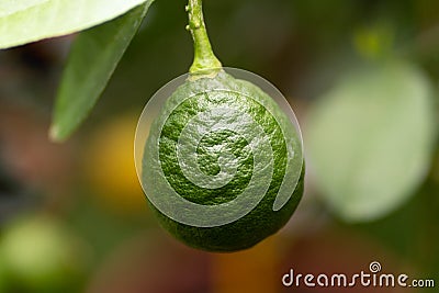Citrus aurantiifolia, green lime fruit on a branch in close up Stock Photo