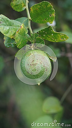 Citrus aurantiifolia on the tree. Indonesian call it jeruk nipis Stock Photo
