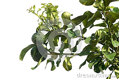 Citrus aurantium isolated on white background Stock Photo