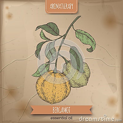 Citrus bergamia aka bergamot branch color sketch on vintage background. Vector Illustration